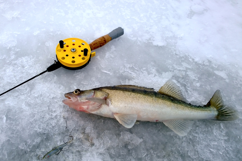 Kuha_zander_ice_fishing_Lake_Pyhajarvi_Kuhamaa_Zanderland_Finland